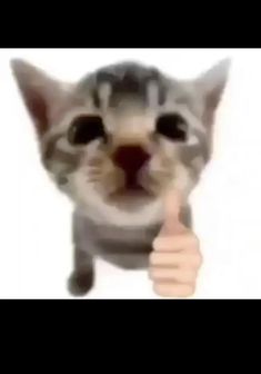 a cat is making a thumbs up sign