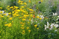 wildflowers and other flowers are growing in the grass