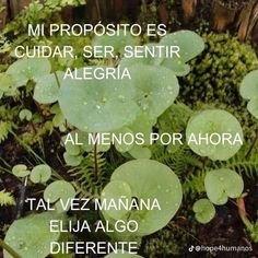 the words in spanish are written on green plants and leaves with water droplets over them