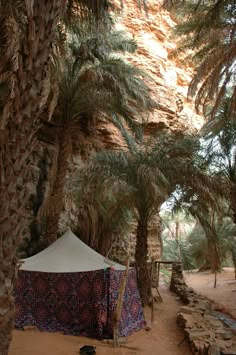 a tent set up between two palm trees in front of a rock wall and dirt path