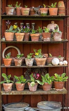 pots and pans are arranged on the shelves in front of each other with plants growing out of them