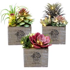 three wooden planters with plants in them on a white background, one is decorated with lights and the other has succulents