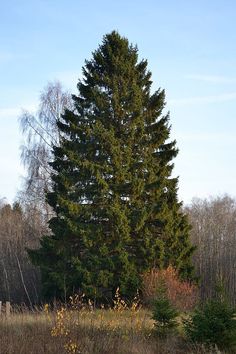 a large pine tree in the middle of a field