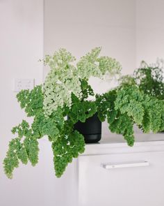 some green plants sitting on top of a white cabinet next to a black potted plant