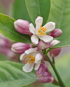 some white and pink flowers on a green leafy branch with yellow stamens