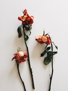 three dead flowers on a white surface with one flower bud still attached to the stems