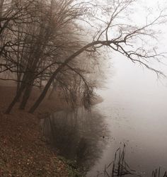 trees and water in the fog with no leaves on them, next to some dead grass