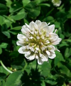 a white flower with green leaves in the background