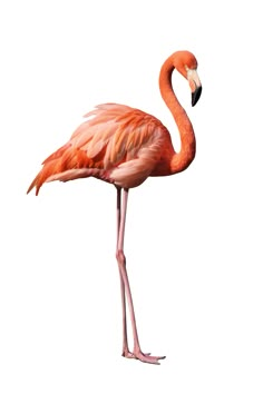 a pink flamingo standing on its hind legs