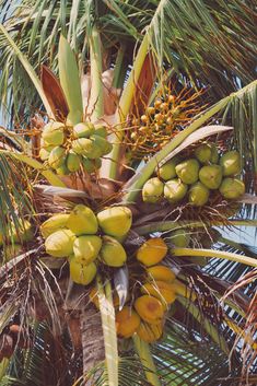 a bunch of green coconuts hanging from a palm tree