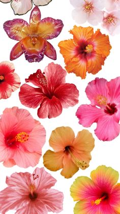 many different colored flowers on a white background