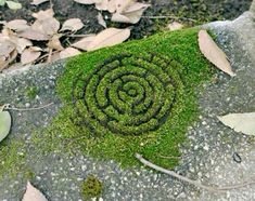 a rock covered in green moss with a spiral design on it's side, surrounded by leaves