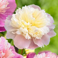 pink and white flowers are blooming in the sunlit garden, with green foliage behind them