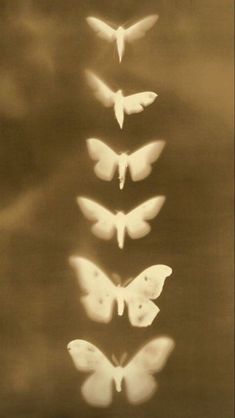 four white butterflies flying in the sky