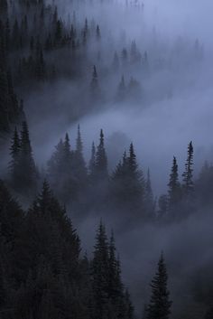 the fog is covering the trees in the mountains at night and it looks like they're coming out of the woods