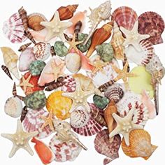 sea shells and starfish on a white background