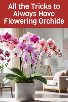 an orchid plant in a pot with the words all the tricks to always have flowering orchids