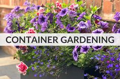 purple and red flowers are growing in a planter with the words container gardening on it