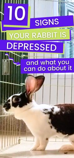 Learn to recognize the signs of depression in your bunny and take action to support their well-being! Our guide covers symptoms of a depressed rabbit and offers practical solutions to help them thrive | how to socialize a rabbit | rabbit mental stimulation