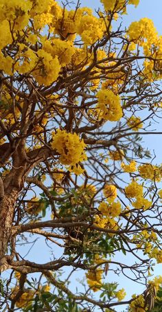 yellow flowers blooming on the branches of a tree