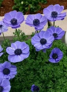 some purple flowers are growing in a pot