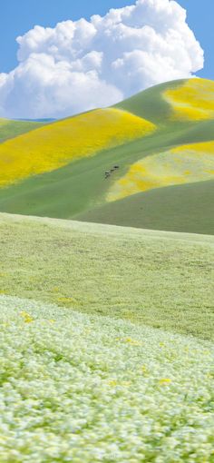 the rolling hills are covered in yellow flowers