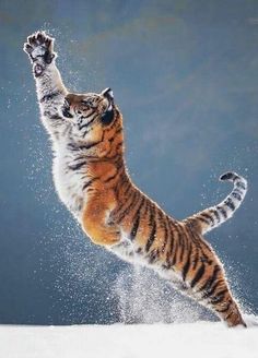 a tiger jumping up into the air with its paws in the air and it's paw