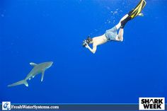 a woman is diving next to a shark in the blue water with her hand on her hip