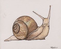 a drawing of a snail on a white background