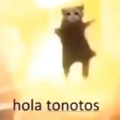 an animated image of a cat with the caption hola tonotos