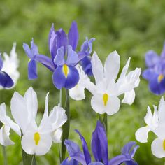 the blue and white flowers are blooming together