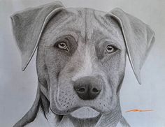 a pencil drawing of a dog's face with an orange marker in its mouth