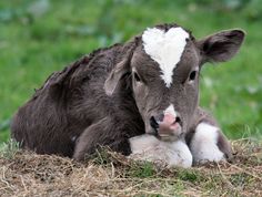 a baby cow is laying down in the grass