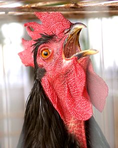 a close up of a rooster's head with it's beak open