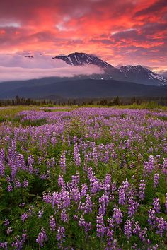 a field full of purple flowers with mountains in the background