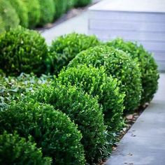 baby gem boxwoods lined in a row Gem Boxwood, Baby Gem Boxwood, Boxwood Shrubs, Emerald Green Arborvitae, Boxwood Garden, Boxwood Hedge, Florida Gardening