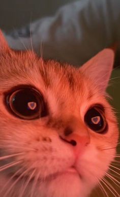 a close up of a cat with big eyes looking at the camera while staring straight ahead