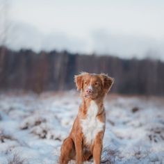 a brown and white dog sitting on top of a snow covered field with trees in the background