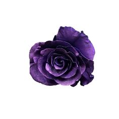 a single purple rose on a white background