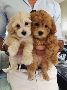 a man holding two small dogs in his hands