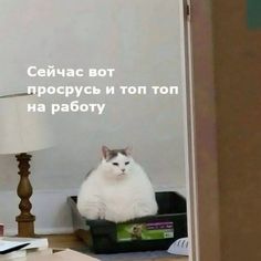 a white cat sitting on top of a box next to a lamp and a desk