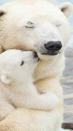 a mother polar bear cuddles with her cub