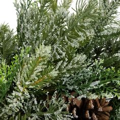 pine cones and evergreen needles are covered in frost