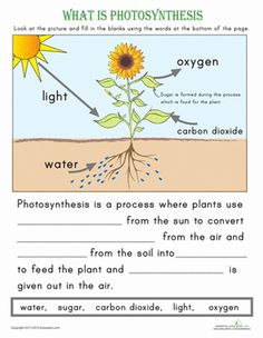 an image of what is photosyntheism? worksheet with pictures and text