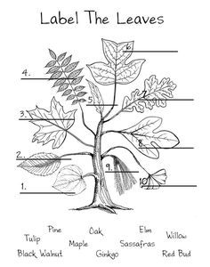 the parts of a tree labeled in black and white, with labels on each side