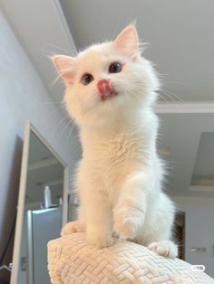 a small white kitten standing on top of a pillow with its tongue hanging out and looking at the camera