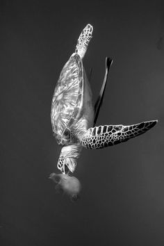 a black and white photo of a sea turtle in the water with it's back to the camera