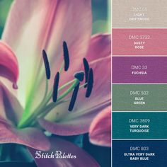 a close up of a flower with color swatches