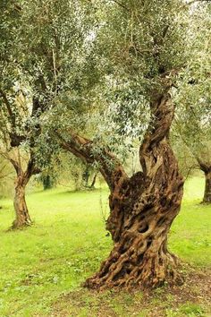 an old olive tree in the middle of a grassy area with lots of trees around it