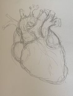 a drawing of a human heart on a white wall with no one in the photo